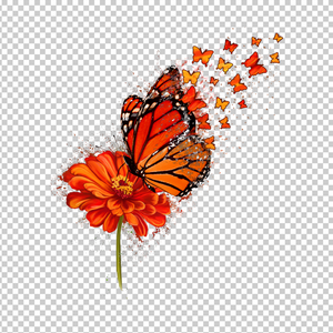BUTTERFLY 15