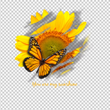BUTTERFLY 4