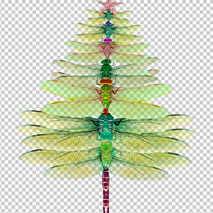 DRAGONFLY 12