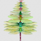 DRAGONFLY 12