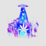 WEED 31