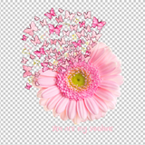 BUTTERFLY 26