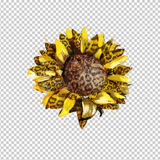 SUNFLOWER 32
