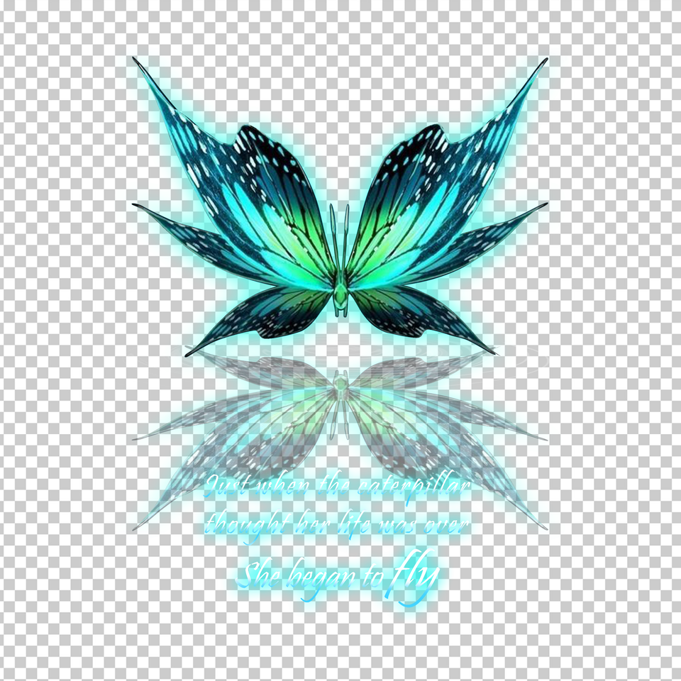 BUTTERFLY 17
